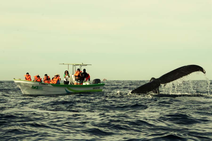 Cabo: Whale-Whatching Boat Trip w/ All-Women Crew and Photos - What makes this Cabo whale trip worth your time