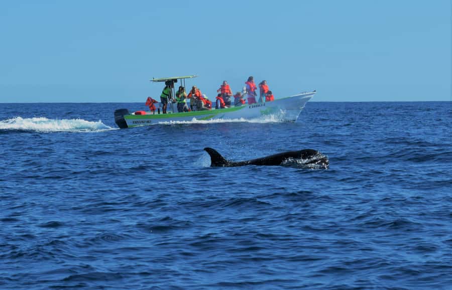 Cabo: Whale-Whatching Boat Trip w/ All-Women Crew and Photos - Meeting Cabo Nature at La Terminal de Cabo