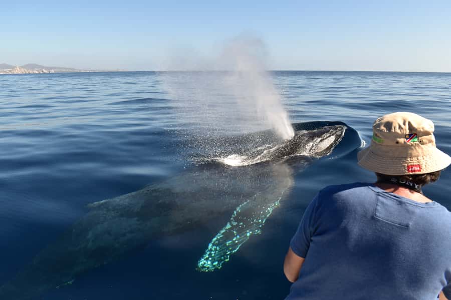 Cabo: Whale-Whatching Boat Trip w/ All-Women Crew and Photos - Searching for humpback whales in open water