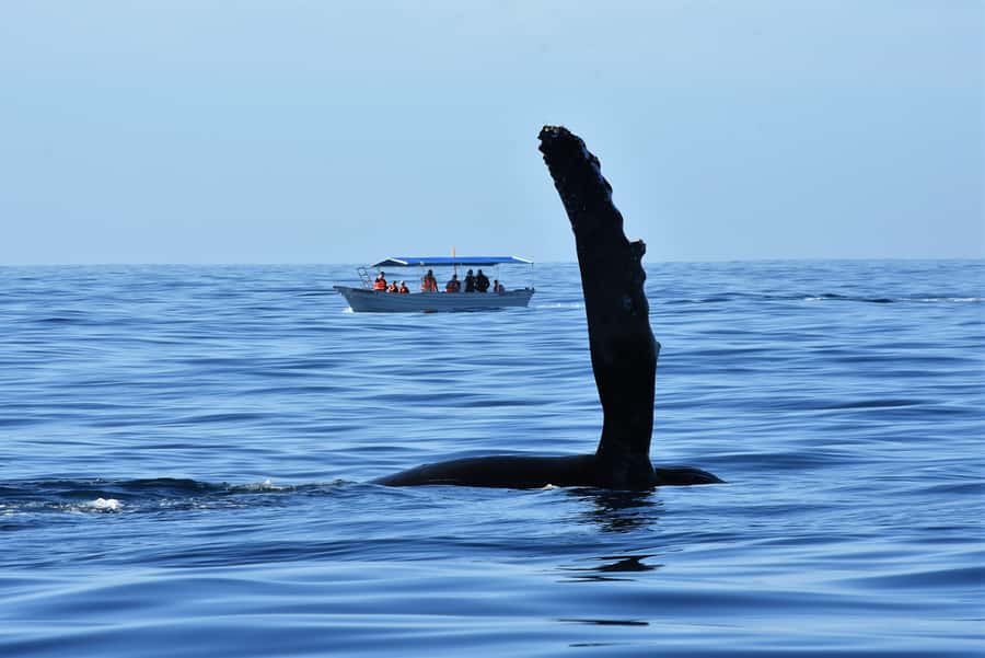Cabo: Whale-Whatching Boat Trip w/ All-Women Crew and Photos - Humpbacks, gray whales, calves, and surprise wildlife