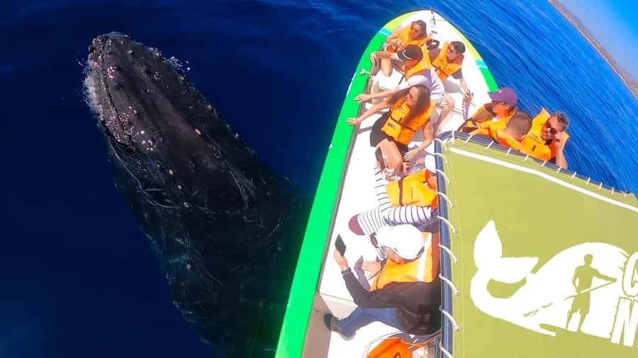 Cabo: Whale-Whatching Boat Trip w/ All-Women Crew and Photos - Hearing the whales sing through a hydrophone