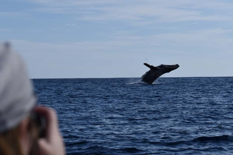 Cabo: Whale-Whatching Boat Trip w/ All-Women Crew and Photos - Photos that let you put your phone away