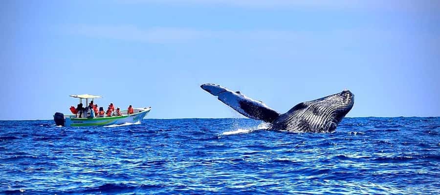 Cabo: Whale-Whatching Boat Trip w/ All-Women Crew and Photos - The first views: Cabo’s Arch and the coast