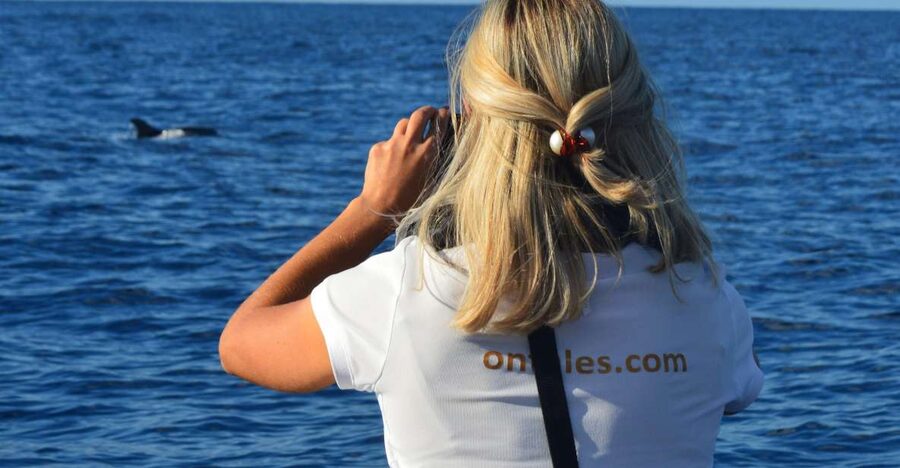 Calheta: Whale & dolphin watching small groups designer tour - Searching for pilot whales and dolphins