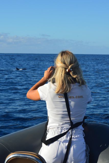 Calheta: Whale & dolphin watching small groups designer tour - What the two and a half hours feel like