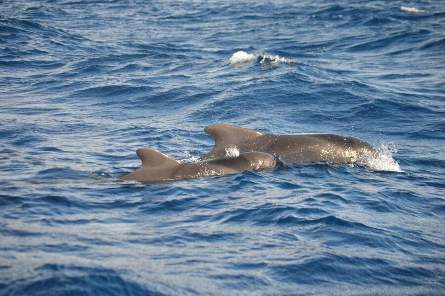 Calheta: Whale & dolphin watching small groups designer tour - Pictures, towels, and the details that help