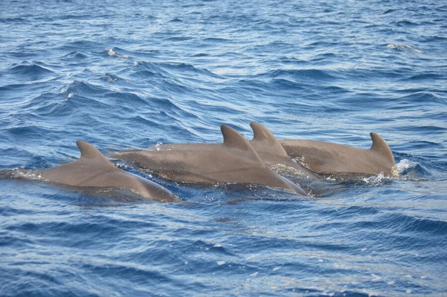 Calheta: Whale & dolphin watching small groups designer tour - Who will enjoy this private Calheta outing?