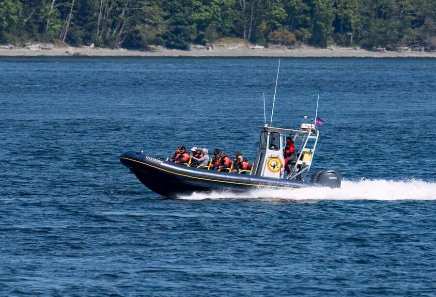 Campbell River: 4 Hour Whale & Wildlife Zodiac Boat Tour - Key points to know before you go