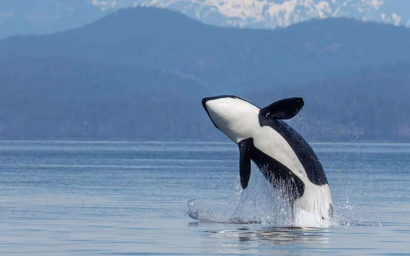 Campbell River: 4 Hour Whale & Wildlife Zodiac Boat Tour - Setting out from Coast Marina