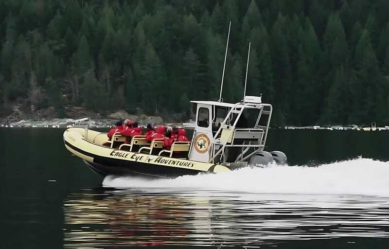 Campbell River: 4 Hour Whale & Wildlife Zodiac Boat Tour - Devils Hole and Aaron Rapids on the return