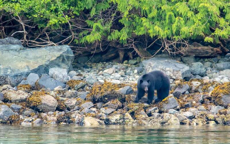 Campbell River: 4 Hour Whale & Wildlife Zodiac Boat Tour - Should you book the Campbell River Zodiac tour?