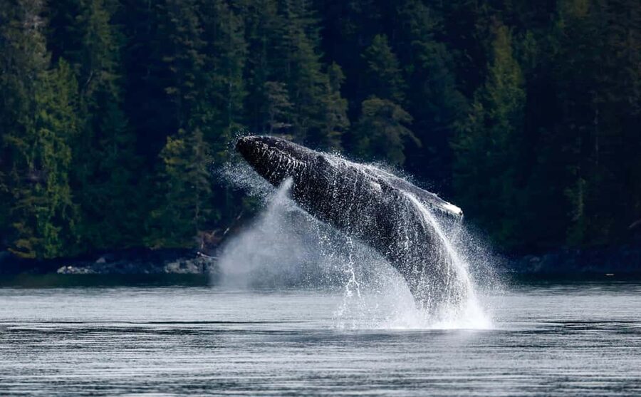 Campbell River: 4 Hour Whale & Wildlife Zodiac Boat Tour - Discovery Passage and the first wildlife search