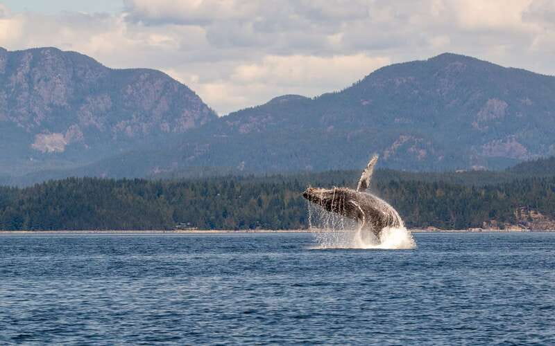 Campbell River: 6 Hour Covered Whale Watching Tour w/ Lunch - Lunch, snacks, and six hours on the water