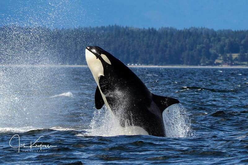 Campbell River: 6 Hour Covered Whale Watching Tour w/ Lunch - Is $275 a fair price?
