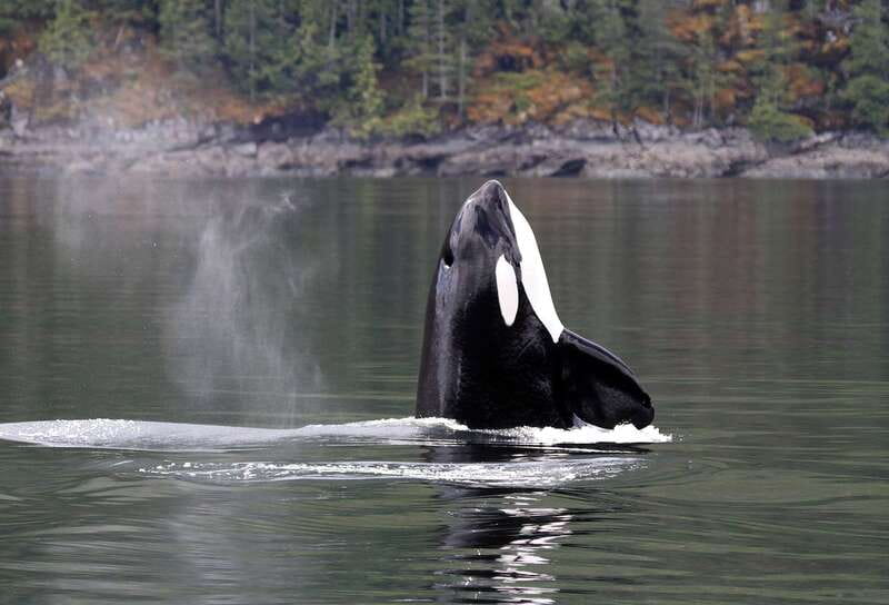 Campbell River: 6 Hour Covered Whale Watching Tour w/ Lunch - Why Discovery Passage makes a strong whale-watching route