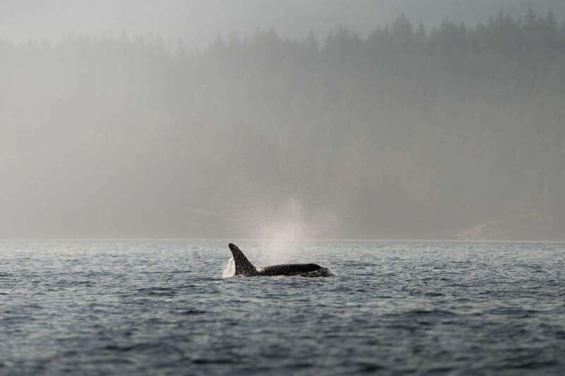 Campbell River: 6-Hour Whale Watching Boat Tour - Key things to know before you book