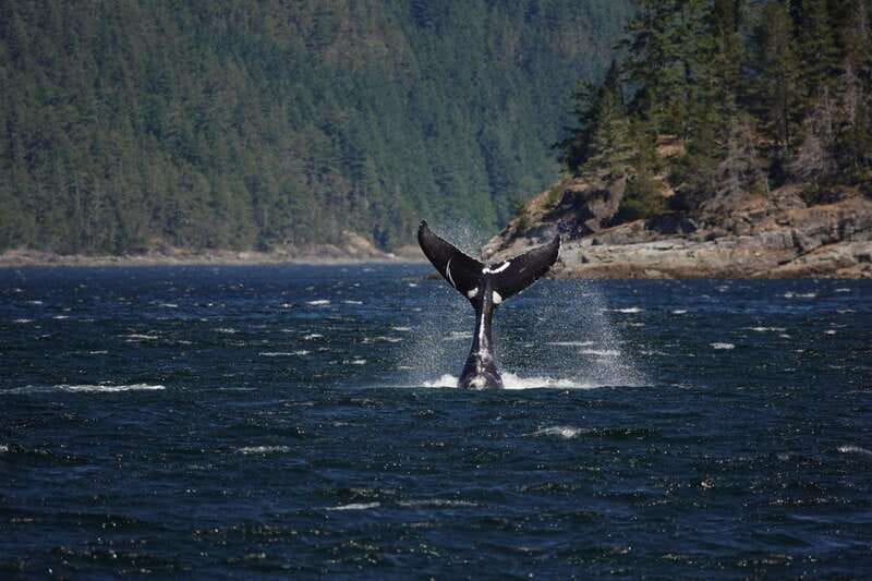 Campbell River: 6-Hour Whale Watching Boat Tour - Why the Salish Sea route makes this tour special