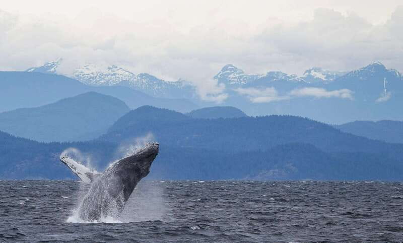 Campbell River: 6-Hour Whale Watching Boat Tour - The first three hours: searching for whales and dolphins
