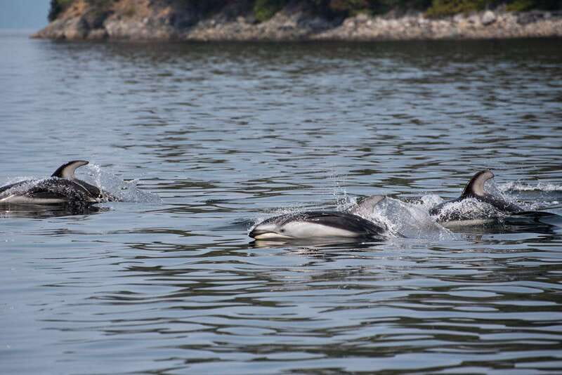 Campbell River: 6-Hour Whale Watching Boat Tour - Another two and a half hours on the water