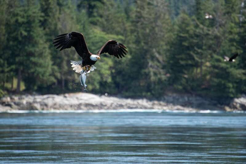 Campbell River: 6-Hour Whale Watching Boat Tour - What $245 buys you