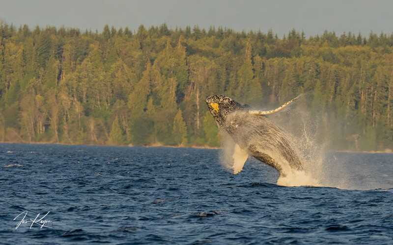 Campbell River: 6 Hour Zodiac Whale Watching Tour w/ Lunch - Lunch, snacks, and a useful break from the search