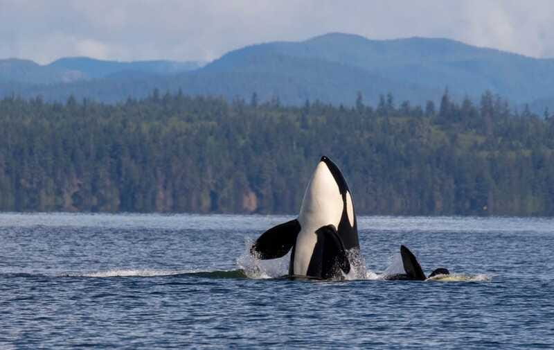 Campbell River: 6 Hour Zodiac Whale Watching Tour w/ Lunch - Booking, cancellation, and the final decision