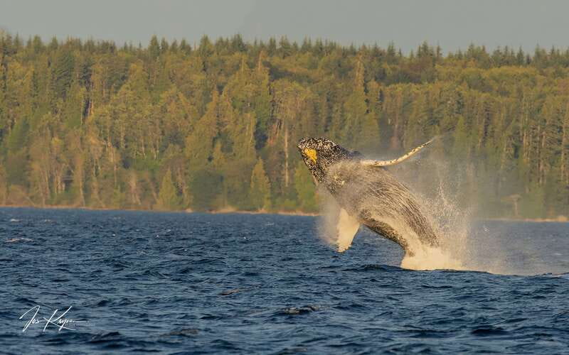 Campbell River: 6 Hour Zodiac Whale Watching Tour w/ Lunch - Into the Discovery Passage by Zodiac