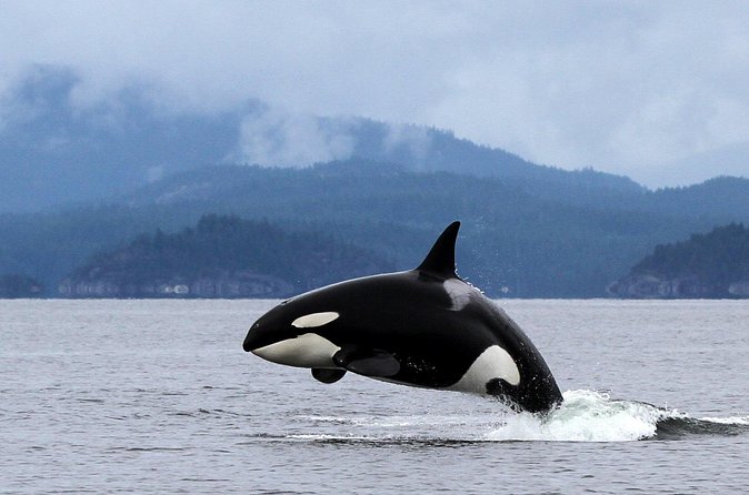 Campbell River, BC: 4 Hour Wildlife Tour Featuring Whale Watching - Guides who add useful local context