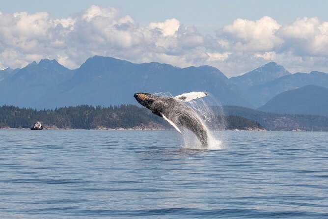 Campbell River, BC: 4 Hour Wildlife Tour Featuring Whale Watching - What the four-hour schedule feels like