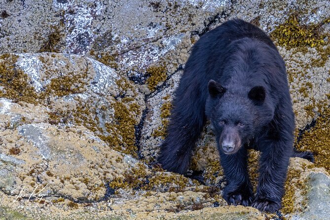 Campbell River, BC: 4 Hour Wildlife Tour Featuring Whale Watching - The price: $191.40 for a focused wildlife outing