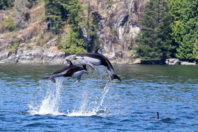 Campbell River, BC: 4 Hour Wildlife Tour Featuring Whale Watching - What to wear and how to prepare