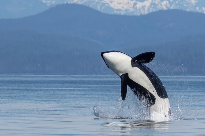 Campbell River, BC: 4 Hour Wildlife Tour Featuring Whale Watching - The wildlife you may see around Campbell River