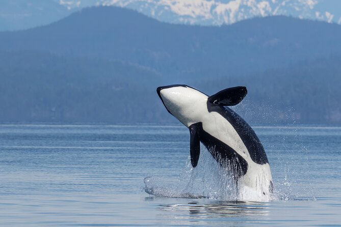 Campbell River, BC: 6 Hour Whale Watching Tour w/ Lunch Included - Key points at a glance