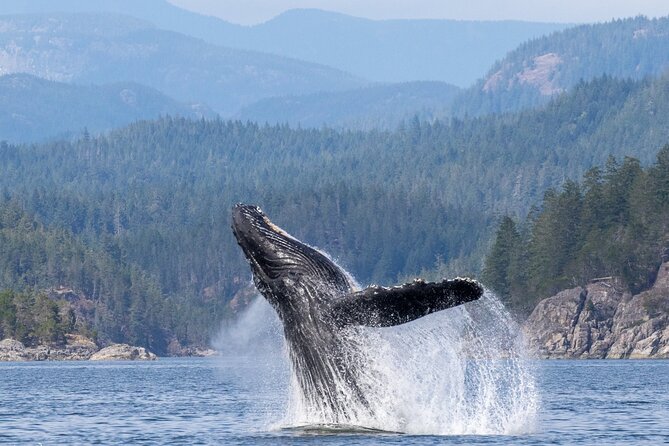 Campbell River, BC: 6 Hour Whale Watching Tour w/ Lunch Included - Why Campbell River is a smart whale watching base