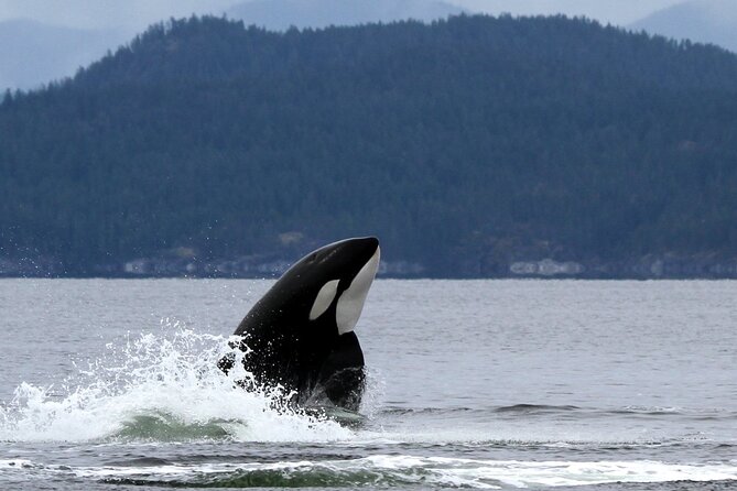 Campbell River, BC: 6 Hour Whale Watching Tour w/ Lunch Included - Guides who make the difference