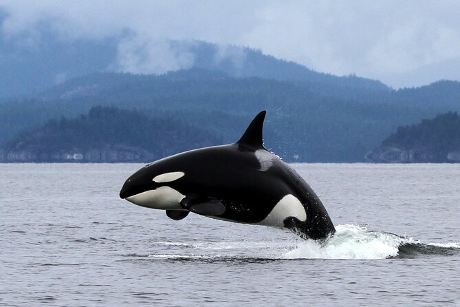 Campbell River, BC: 6 Hour Whale Watching Tour w/ Lunch Included - Lunch beside the water