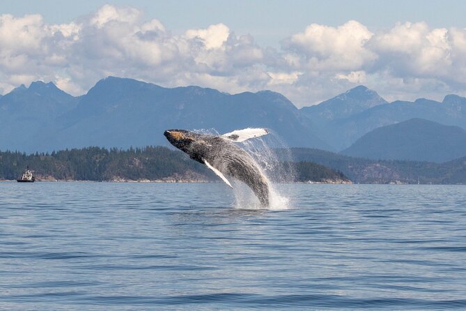 Campbell River, BC: 6 Hour Whale Watching Tour w/ Lunch Included - Choosing between a covered boat and a rigid-inflatable boat