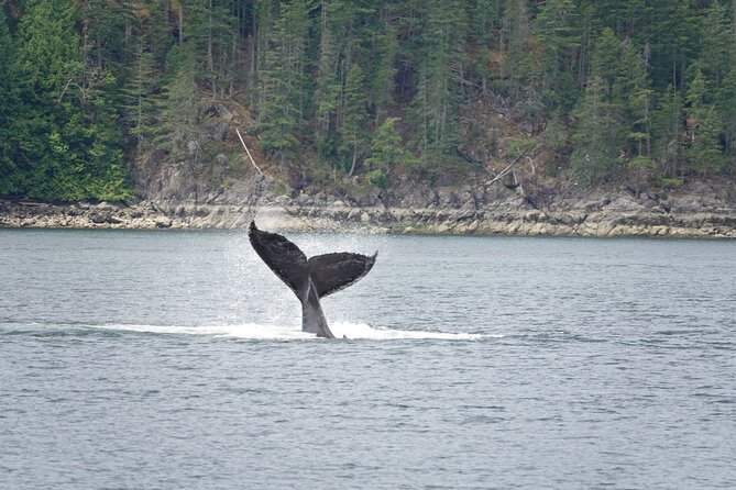 Campbell River: Kayaking and Whale Watching Tour - Starting at Campbell River’s E Dock