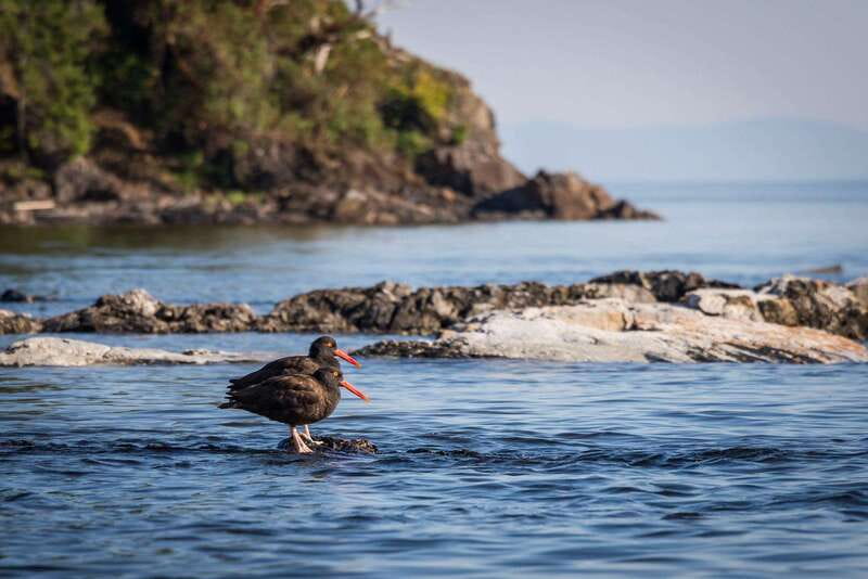 Campbell River: Kayaking and Whale Watching Tour - What $360 includes, and what it does not