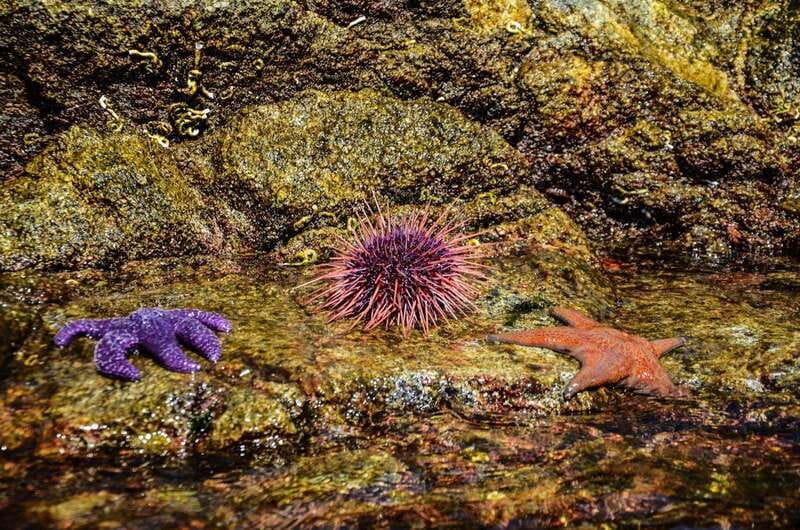 Campbell River: Kayaking and Whale Watching Tour - Booking details that can make the day smoother