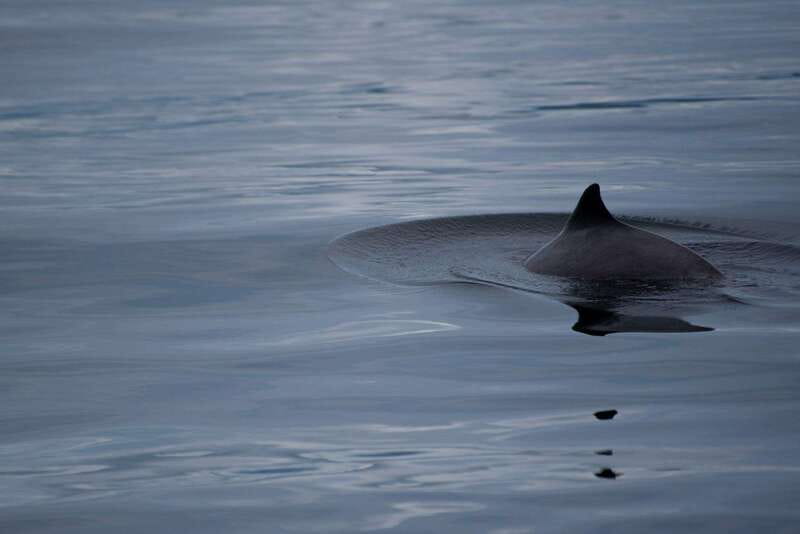 Campbell River: Kayaking and Whale Watching Tour - Should you book it?