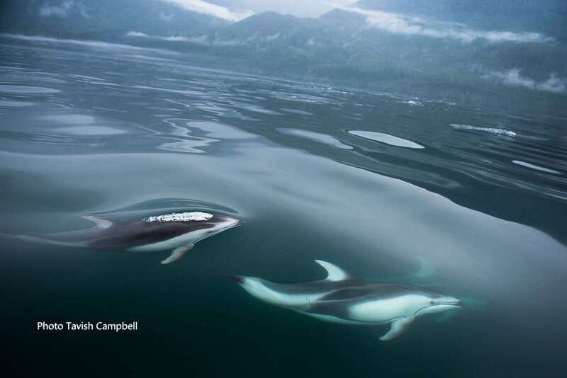 Campbell River: Salish Sea Whale Watching Adventure - Key points to know before you book