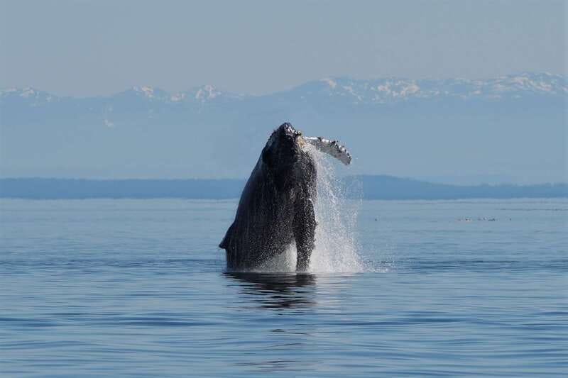 Campbell River: Salish Sea Whale Watching Adventure - Leaving from Coast Marina in downtown Campbell River