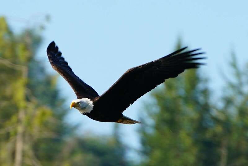 Campbell River: Salish Sea Whale Watching Adventure - Keep your eyes on the sky and shoreline