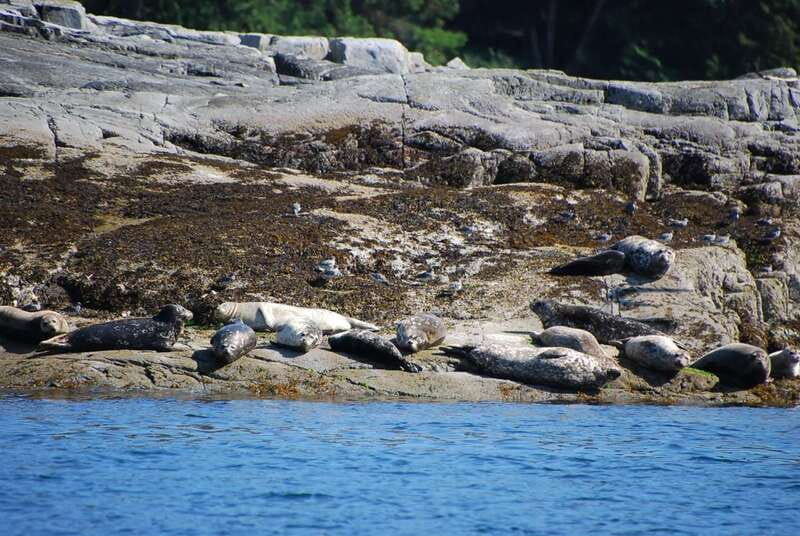 Campbell River: Salish Sea Whale Watching Adventure - Four hours is enough time, but not too much