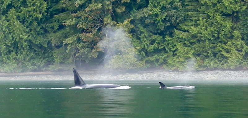 Campbell River: Salish Sea Whale Watching Adventure - The boat makes a real difference