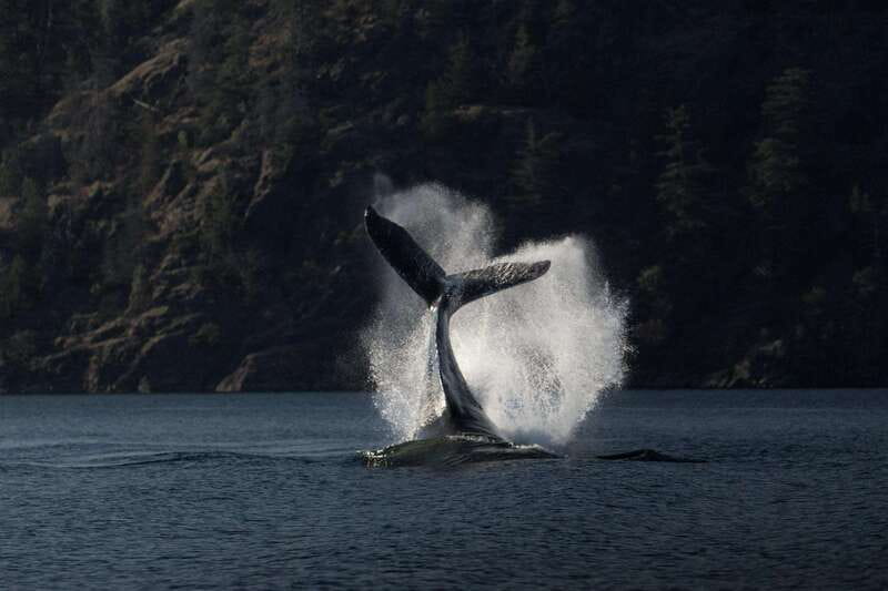 Campbell River: Whale Watching and Wildlife Viewing Day Tour - Key points before you book