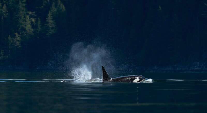 Campbell River: Whale Watching and Wildlife Viewing Day Tour - Why eight hours matters in Campbell River