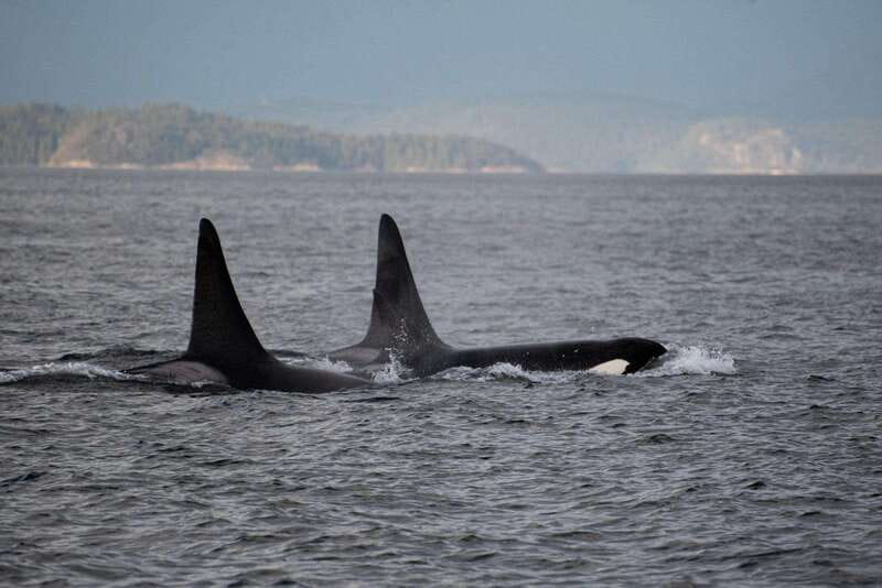 Campbell River: Whale Watching and Wildlife Viewing Day Tour - Setting out through three wildlife-rich waterways