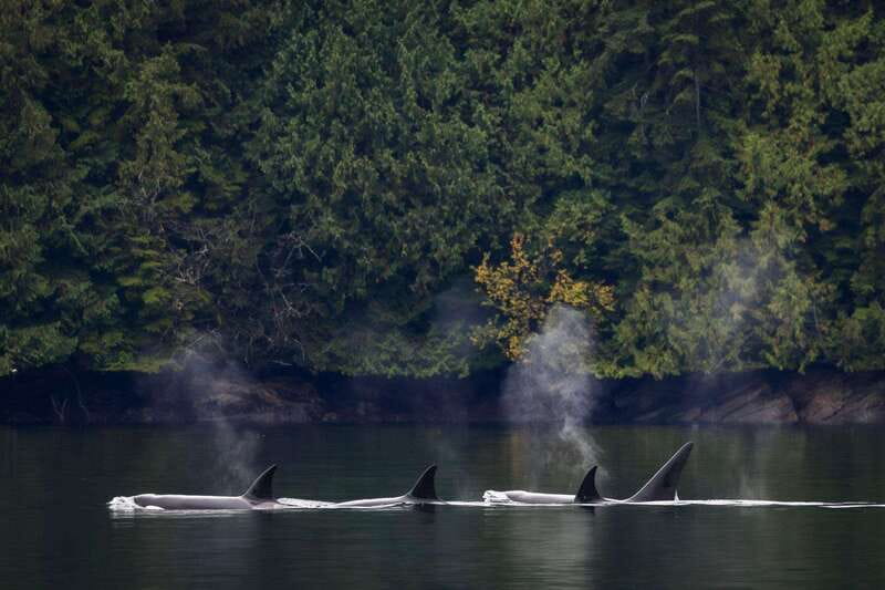 Campbell River: Whale Watching and Wildlife Viewing Day Tour - Is $291 a fair price?